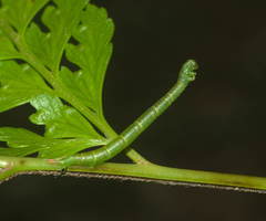 Eupithecia orichloris