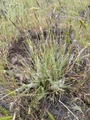 Danthonia unispicata