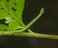 Eupithecia orichloris
