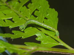Eupithecia orichloris