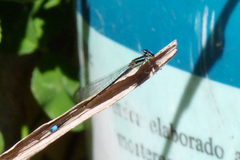 Argentagrion ambiguum