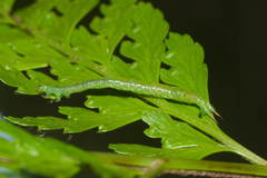 Eupithecia orichloris