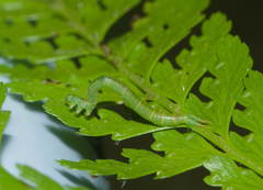 Eupithecia orichloris