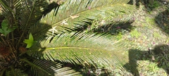 Cycadaceae