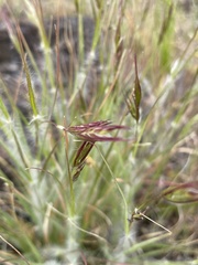 Danthonia unispicata