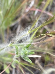 Danthonia unispicata