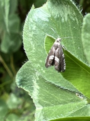 Grapholita interstinctana