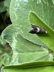 Grapholita interstinctana