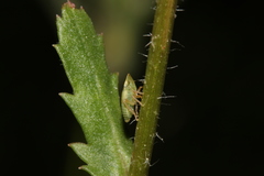 Aphrodinae