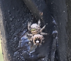 Phidippus bidentatus