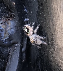 Phidippus bidentatus