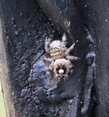 Phidippus bidentatus