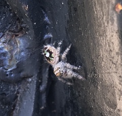 Phidippus bidentatus
