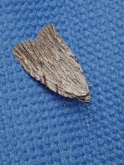 Balsa tristrigella