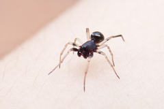 Steatoda ancorata