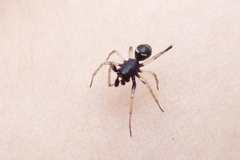 Steatoda ancorata