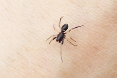 Steatoda ancorata