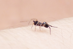 Steatoda ancorata
