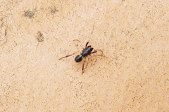 Steatoda ancorata