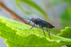 Jadera parapectoralis