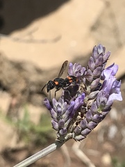 Ancistrocerus haematodes