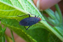 Jadera parapectoralis