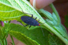 Jadera parapectoralis