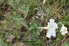 Mandevilla hypoleuca