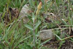Mandevilla hypoleuca