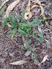 Sigesbeckia orientalis
