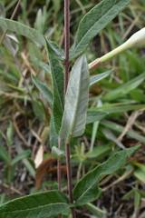Mandevilla hypoleuca