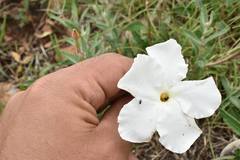 Mandevilla hypoleuca
