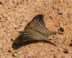 Marpesia egina