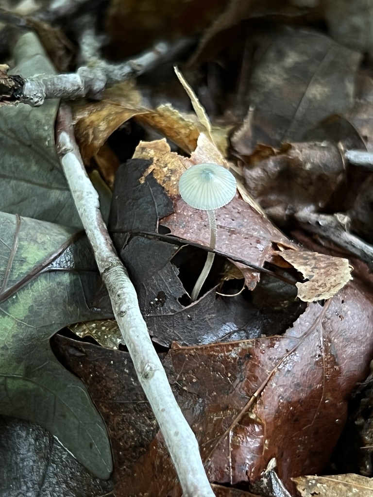 Mycena subcaerulea in May 2022 by Brian Hunt. DNA confirms ID ITS