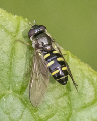 Melangyna lasiophthalma