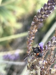 Leptochilus cruentatus