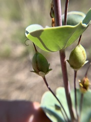 Penstemon murrayanus
