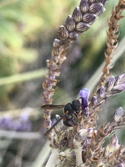 Leptochilus cruentatus