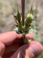 Penstemon murrayanus
