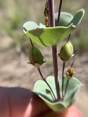 Penstemon murrayanus