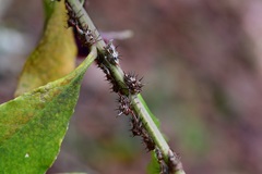 Aconophora compressa