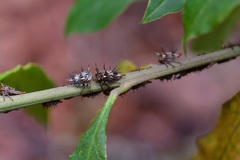 Aconophora compressa