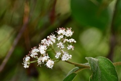 Viburnum jucundum