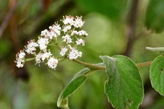 Viburnum jucundum