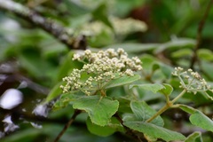 Viburnum jucundum