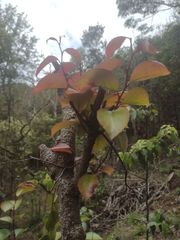 Xylosma hawaiensis