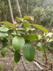 Xylosma hawaiensis
