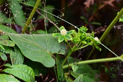 Gonolobus stenosepalus