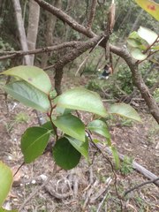 Xylosma hawaiensis