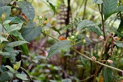 Gonolobus stenosepalus